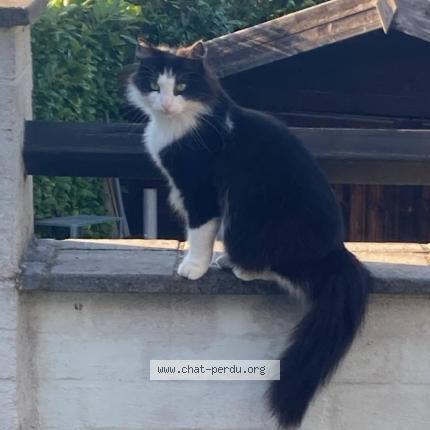 Photo 1/1 Chat retrouvé Perdu à Ben Ahin