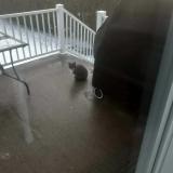 Photo de chat trouvé à Granby