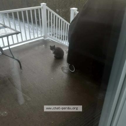 Photo 1/1 Chat trouvé Trouvé à Granby