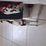 Photo de chat trouvé à Bras Panon