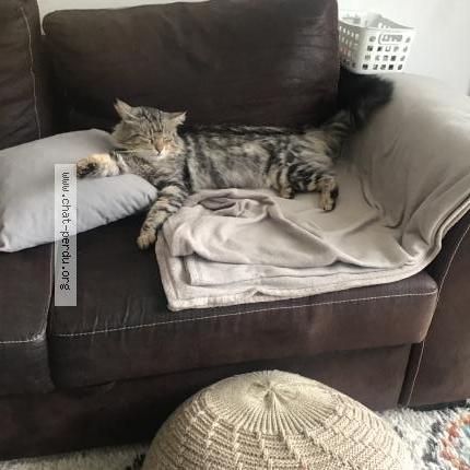 Photo 1/1 Speedy Chat perdu à Le havre