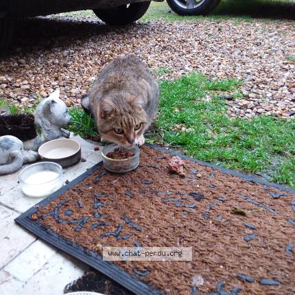 Photo 1/1 Chat trouvé Trouvé à Buxerolles