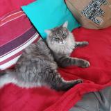 Photo de chat perdu à Pornic