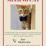 Photo de chat perdu à Pathanamthitta Kozhencherry