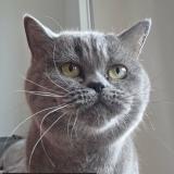 Photo de chat perdu à Royan