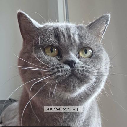 Photo 1/1 Petra Chat perdu à Royan