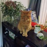 Photo de chat perdu à Bievres