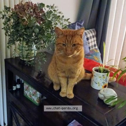 Photo 1/1 Malo Chat perdu à Bievres