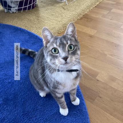 Photo 1/1 Chat retrouvé Perdu à Rennes