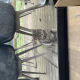 Photo de chat trouvé à La Chapelle Sur Erdre