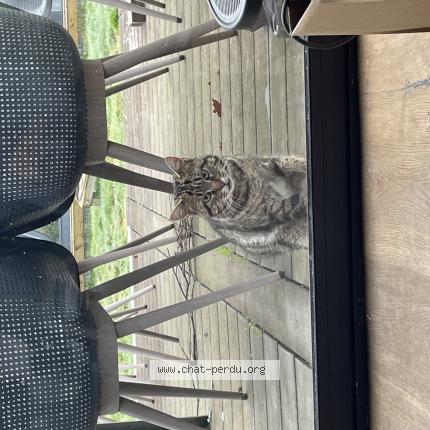 Photo 1/1 Chat trouvé Trouvé à La chapelle sur erdre