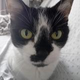 Photo de chat perdu à Palavas Les Flots