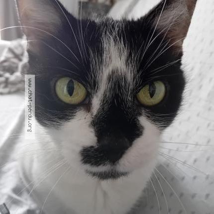 Photo 1/1 Arya Chat perdu à Palavas les flots