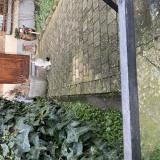 Photo de chat trouvé à Schaerbeek