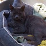 Photo de chat perdu à Boynes