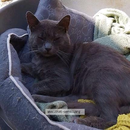 Photo 1/1 Chat retrouvé Perdu à Boynes