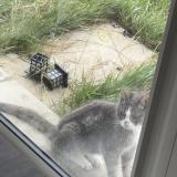 Photo de chat trouvé à Bussy Saint Martin