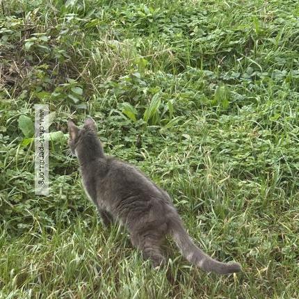 Photo 2/2 Chat trouvé Trouvé à Bussy saint martin