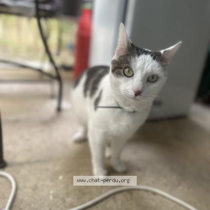 Photo 1/1 Chat retrouvé Perdu à Montpellier