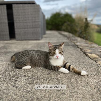 Photo 1/1 Mimou Chat perdu à Montpellier