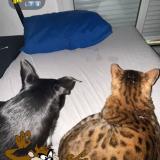 Photo de chat perdu à Aix En Provence