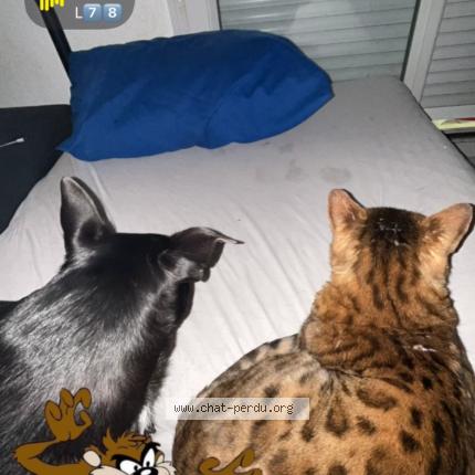 Photo 1/1 Sherkhan Chat perdu à Aix en provence