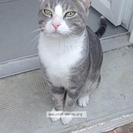 Photo 1/1 Hom&egrave;re Chat perdu à Toulouges