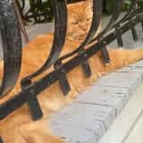 Photo de chat perdu à Montreal