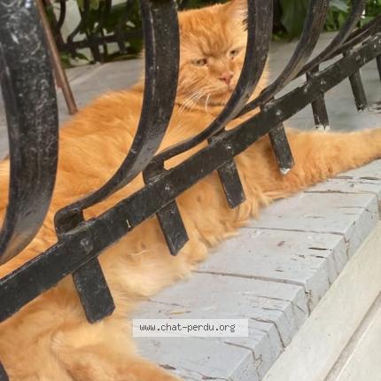 Photo 1/1 Philippe Chat perdu à Montreal