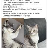 Photo de chat perdu à Saint Jean D Angely