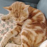 Photo de chat trouvé à Pau