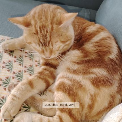 Photo 1/1 Chat trouvé Trouvé à Pau