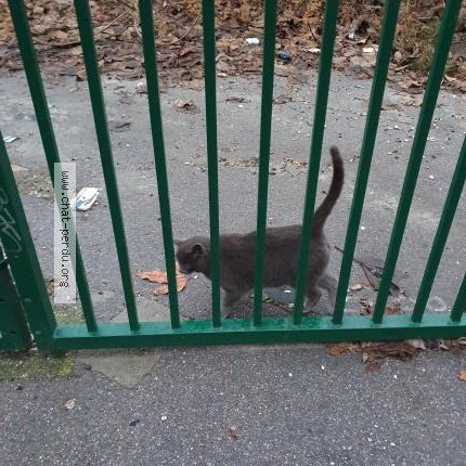Photo 1/1 Chat trouvé Trouvé à Annemasse