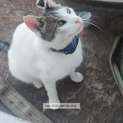 Photo 1/1 Chat retrouvé Perdu à Massy