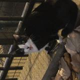 Photo de chat trouvé à Levallois Perret