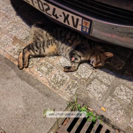 Photo 1/1 Chat trouvé Trouvé à Pamiers