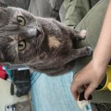 Photo de chat perdu à Yorktown