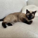 Photo de chat perdu à Annecy