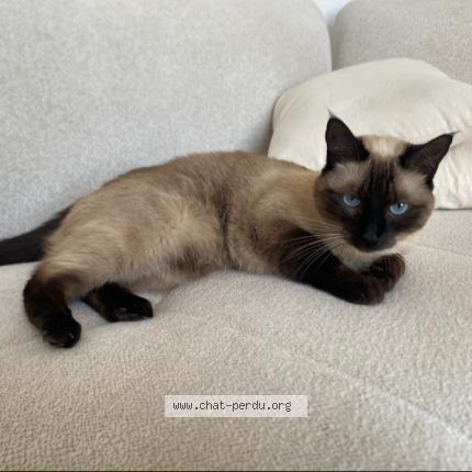 Photo 1/1 Sahra Kerkar Chat perdu à Annecy