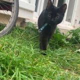 Photo de chat perdu à Le Blanc