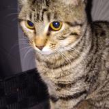 Photo de chat perdu à Leuville Sur Orge