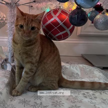 Photo 1/1 Kenny Chat perdu à Centreville