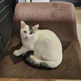 Photo de chat perdu à Ceauce