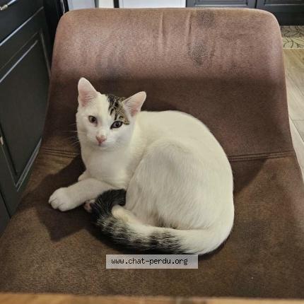 Photo 1/1 Pop Chat perdu à Ceauce