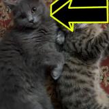 Photo de chat perdu à Peshawar