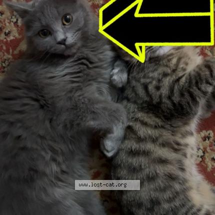 Photo 1/1 Yoshi Chat perdu à Peshawar