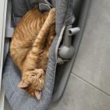 Photo de chat perdu à Chemille En Anjou