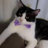 Photo de chat perdu à Orleans