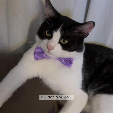 Photo 1/1 Oreo Chat perdu à Orleans