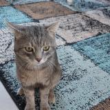 Photo de chat perdu à Port De Bouc